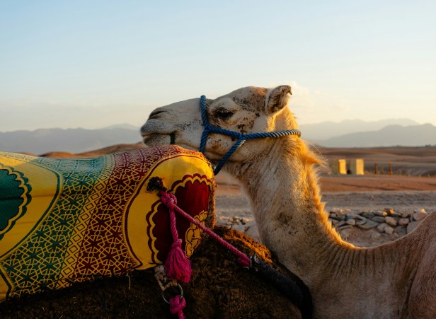 Sahara Desert 3 Day Budget Tour From Marrakech Guide