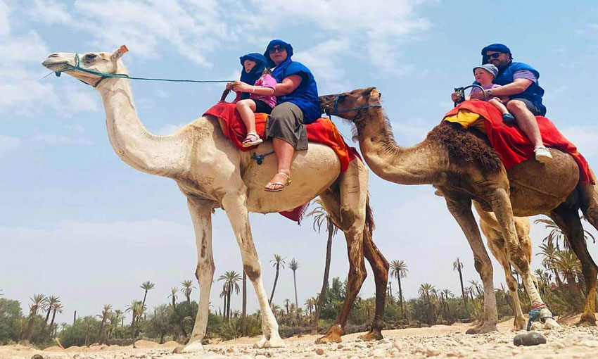 Half day Marrakech Camel Ride in the Palmeraie