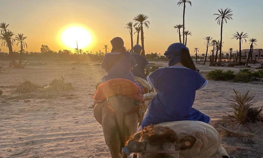 charm of a Camel Ride In The Oasis Palmeraie Marrakech
