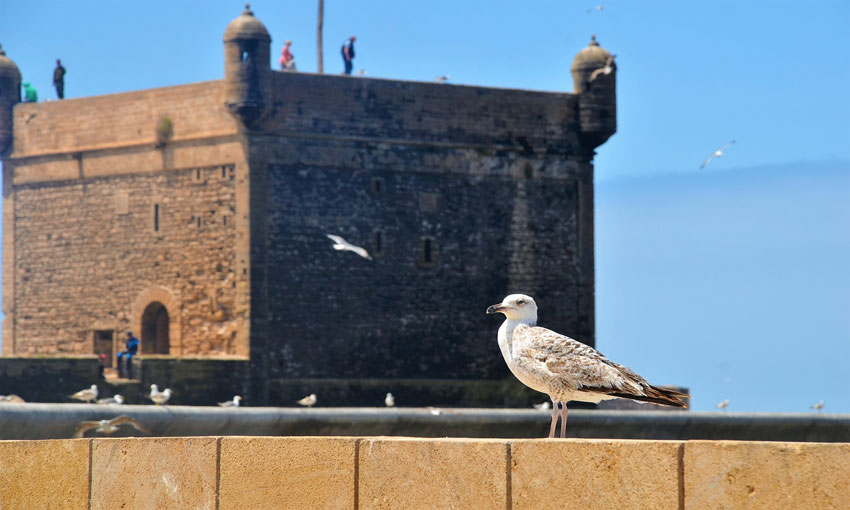 coastal charm of Essaouira