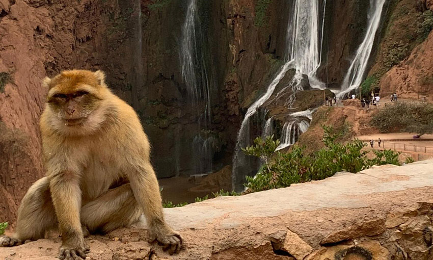 traditional Berber meal while spotting playful monkeys